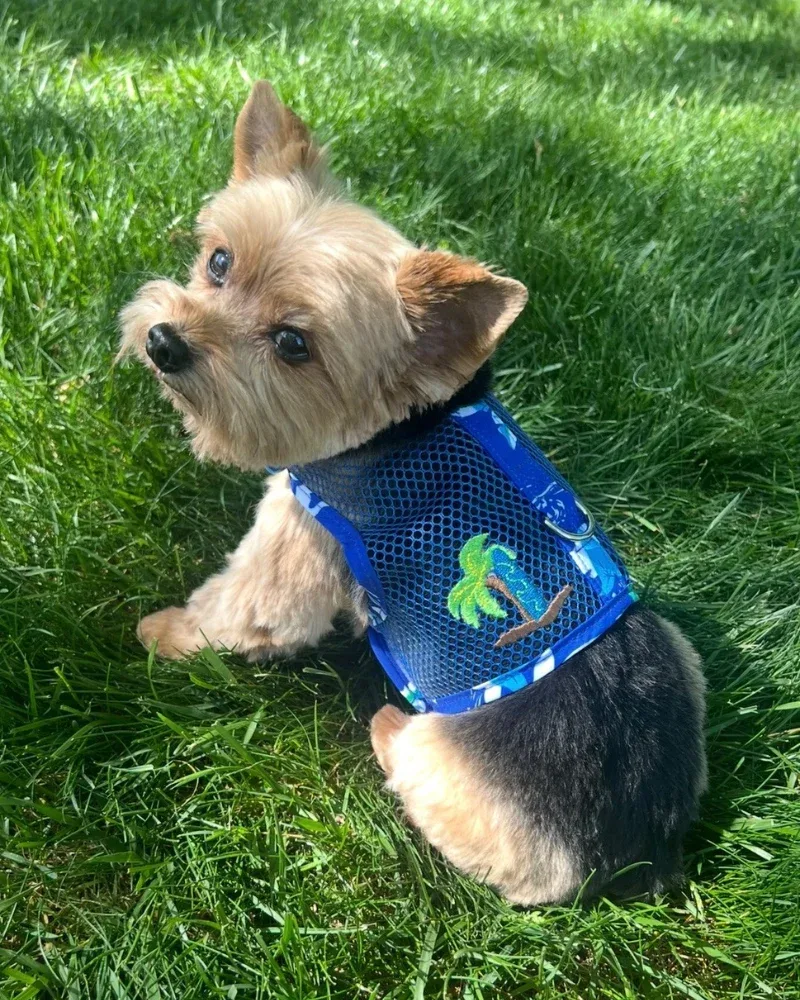 Cool Mesh Dog Harness in Blue Ocean (FINAL SALE) - Image 2