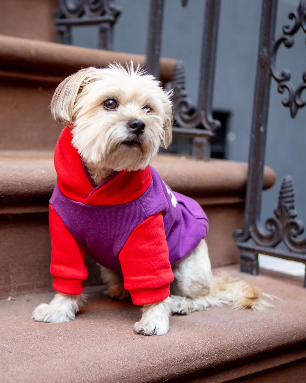 The Little Beast Hoodie for Dogs - Image 2