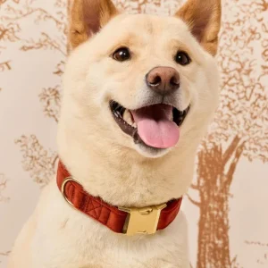 Nutmeg Velvet Dog Collar