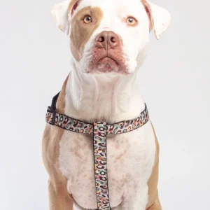 Step-In Dog Harness in Camo Leopard (Made in NYC) (SIDEWALK SALE)