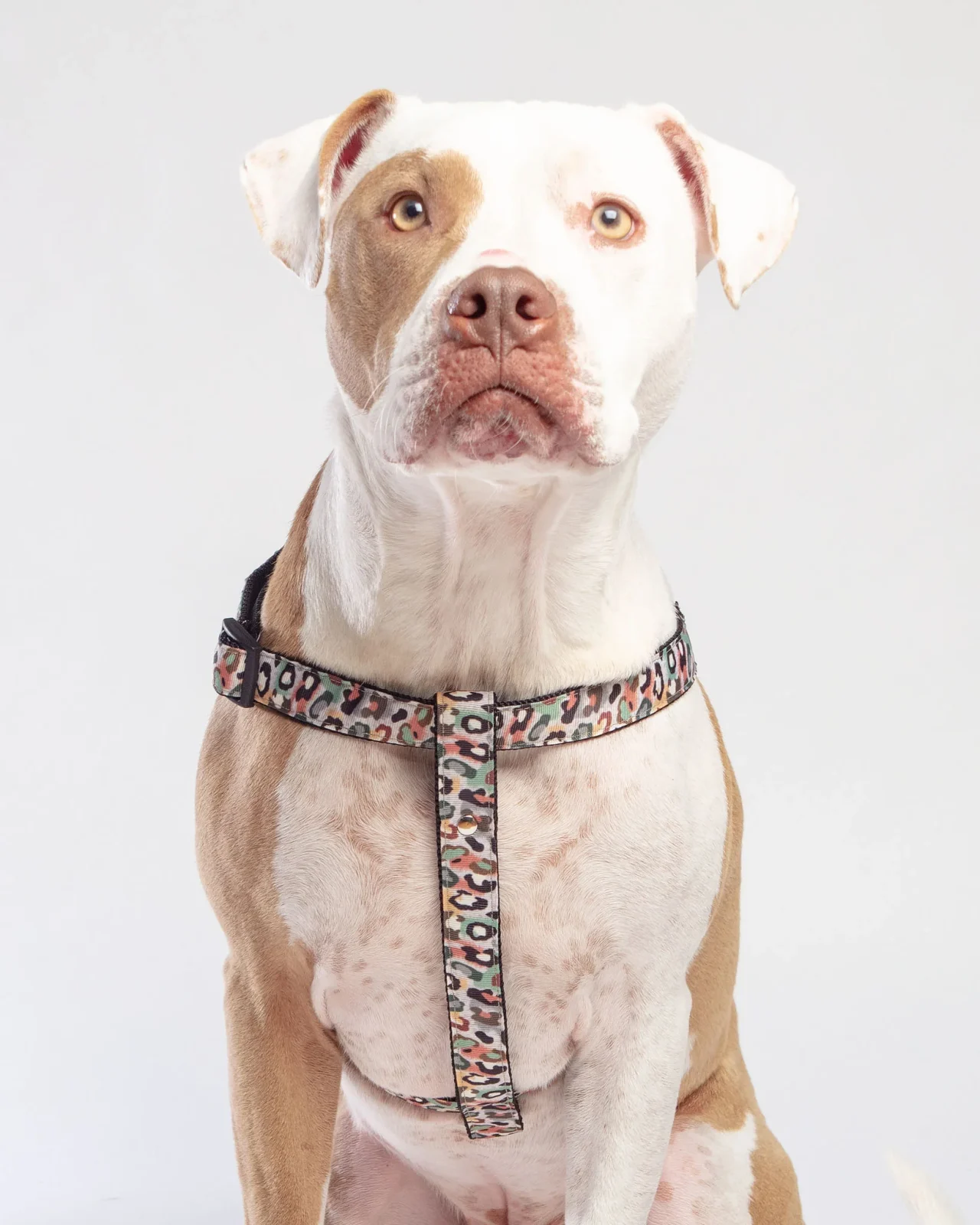 Step-In Dog Harness in Camo Leopard (Made in NYC) (SIDEWALK SALE)