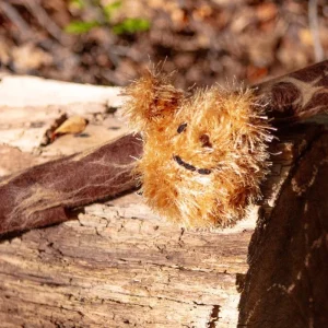 Fuzzy Bear Squeaky Dog Toy