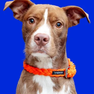 Braided Fisherman Dog Collar in Orange (Made in the USA)