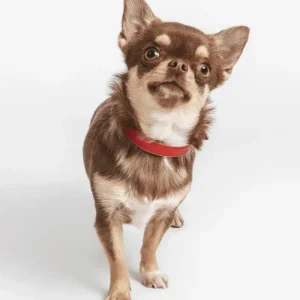 Small Dog Collar in Red Leather (Made in Italy) (FINAL SALE)