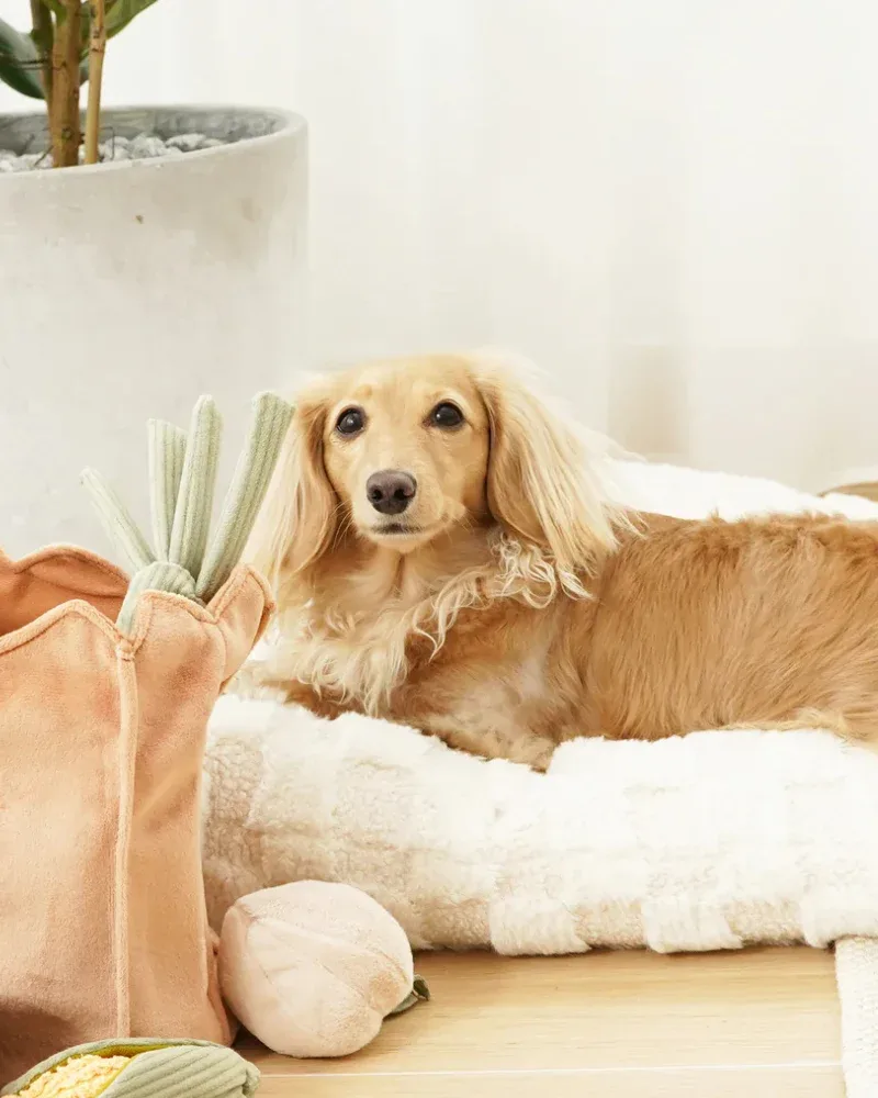 Turnip Squeaky Plush Toy for Dogs - Image 2