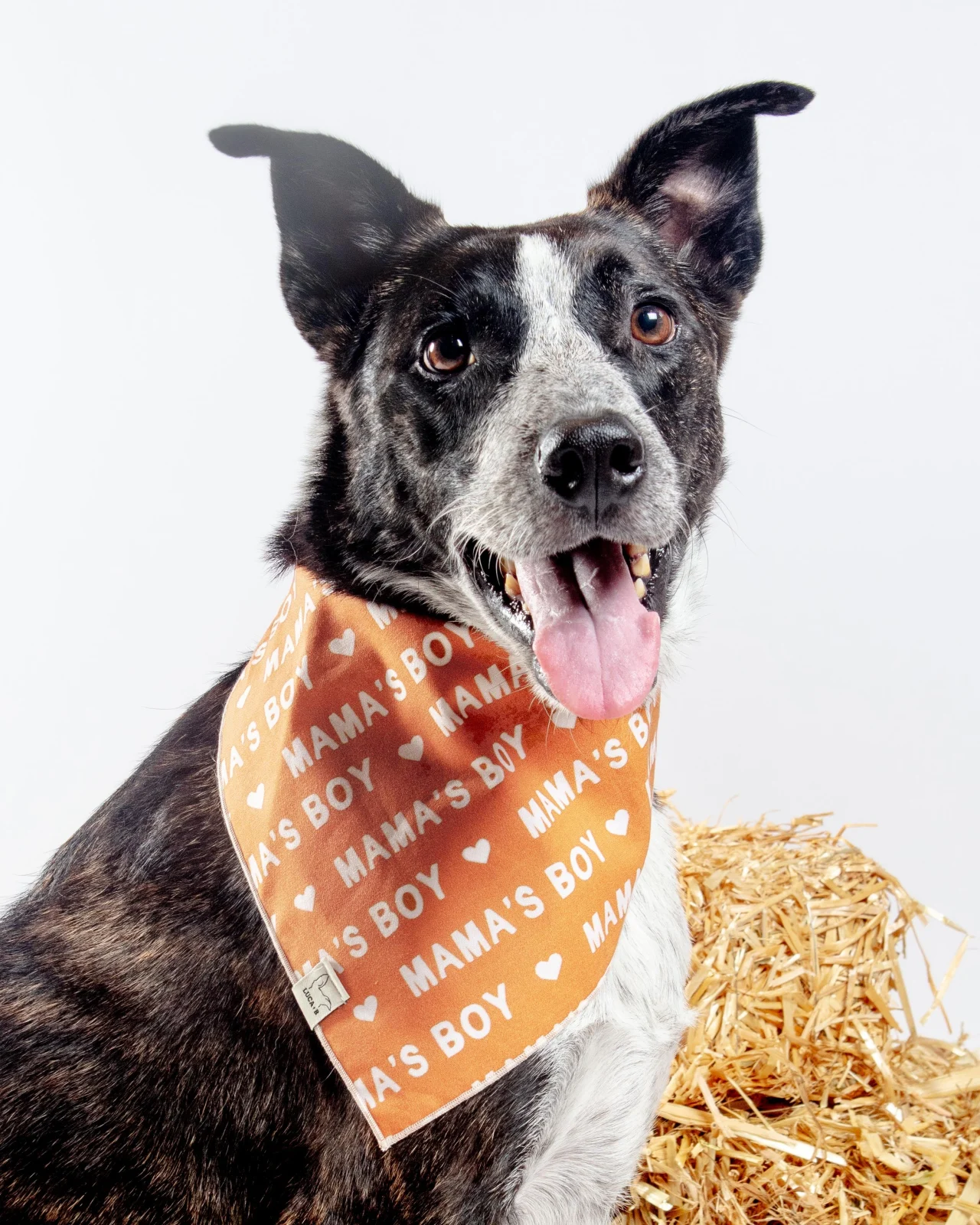 Mama's Boy Bandana (Made in the USA)