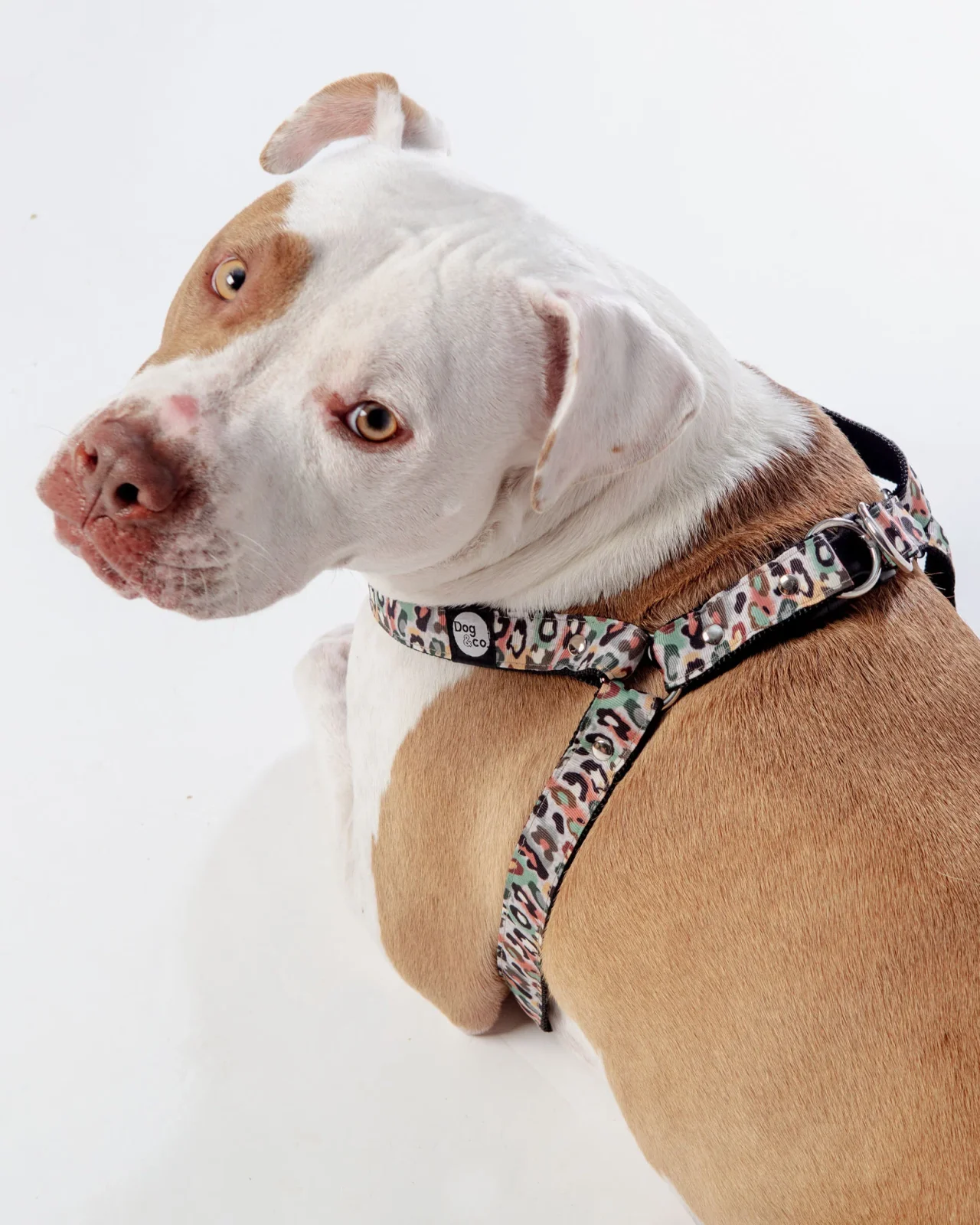 Step-In Dog Harness in Camo Leopard (Made in NYC) (SIDEWALK SALE) - Image 2