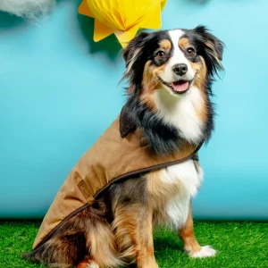 Wax Cotton All Weather Dog Jacket in Beige (FINAL SALE)
