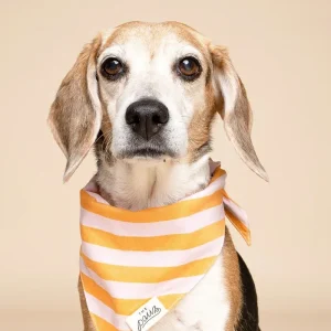 Nusa Striped Dog Bandana (FINAL SALE)
