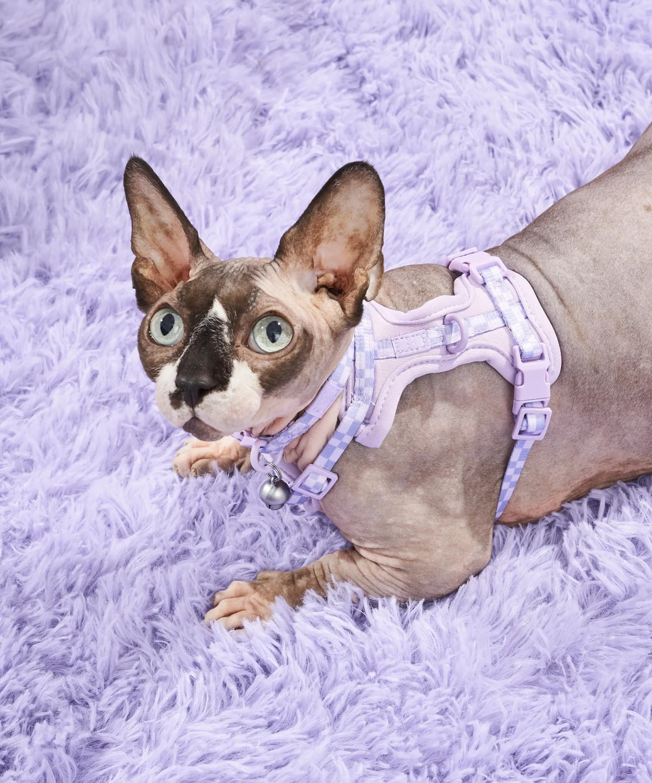 Cat Harness & Leash + Collar Kit - Image 2