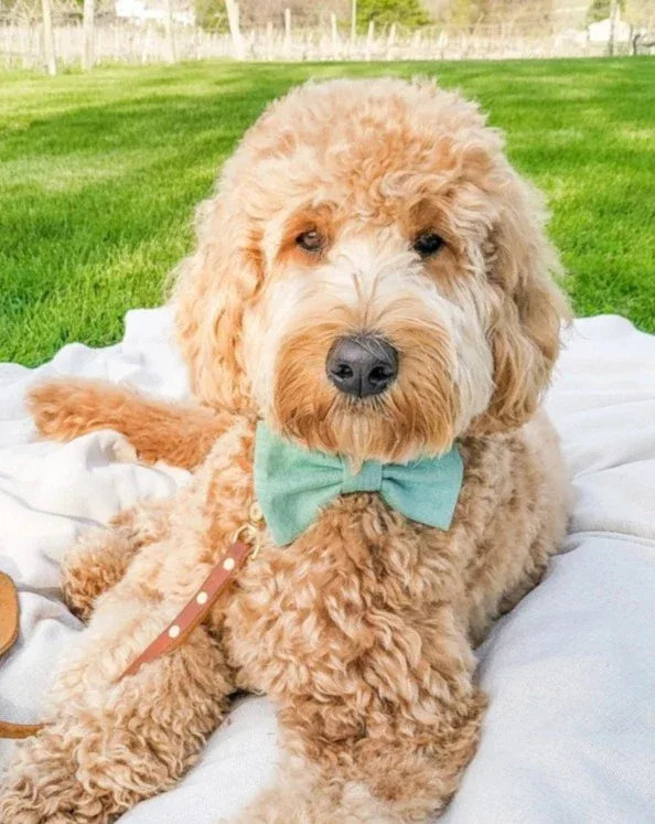 Matcha Sage Linen Dog Bow Tie(Made in the USA) - Image 2
