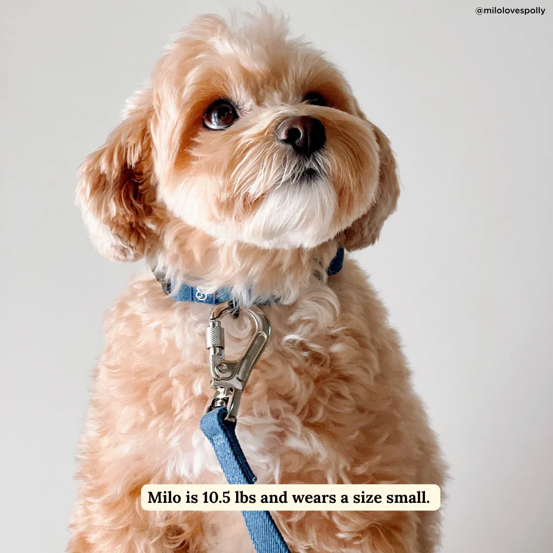Blue Jeans Leash - Image 2