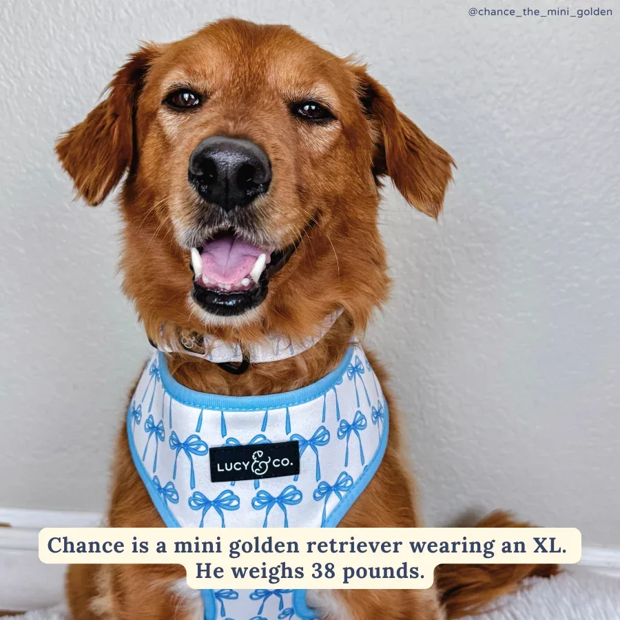 Bowwow Wow! Reversible Harness - Image 2