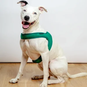 Town Slip-On Dog Harness in Green (FINAL SALE)