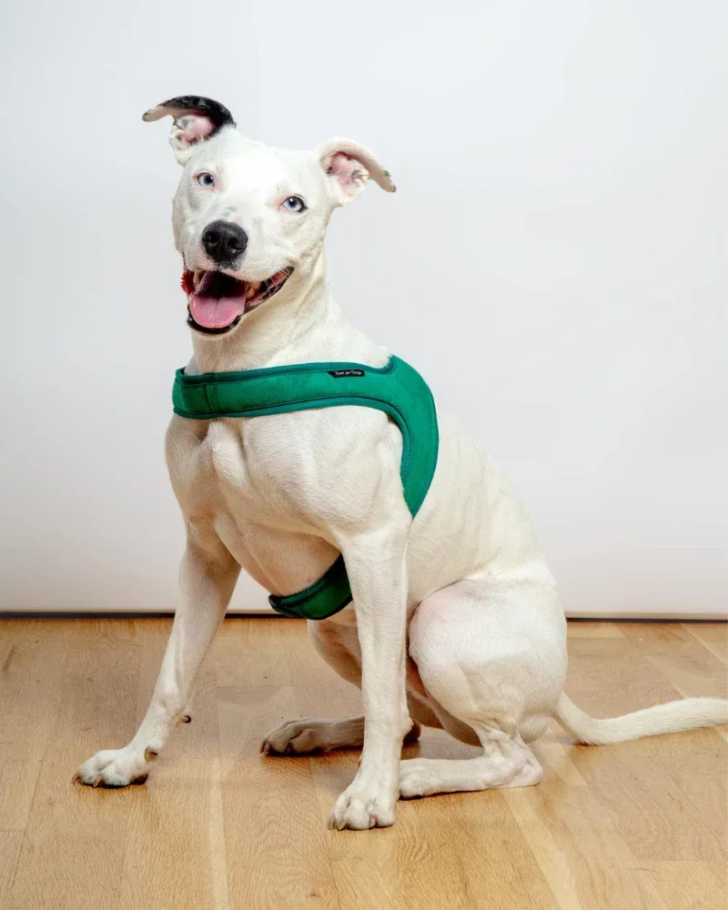 Town Slip-On Dog Harness in Green (FINAL SALE)