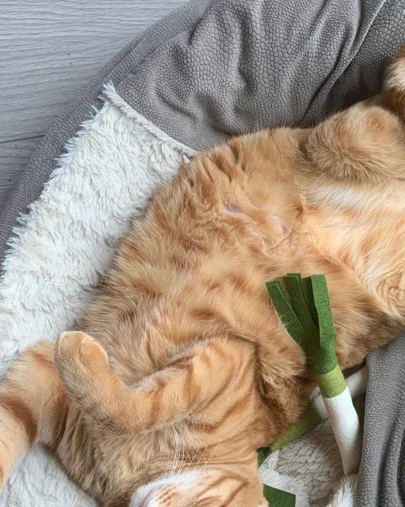 Le Petite Leek Catnip Toy - Image 2
