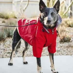 Rainy Day Dog Raincoat in Red