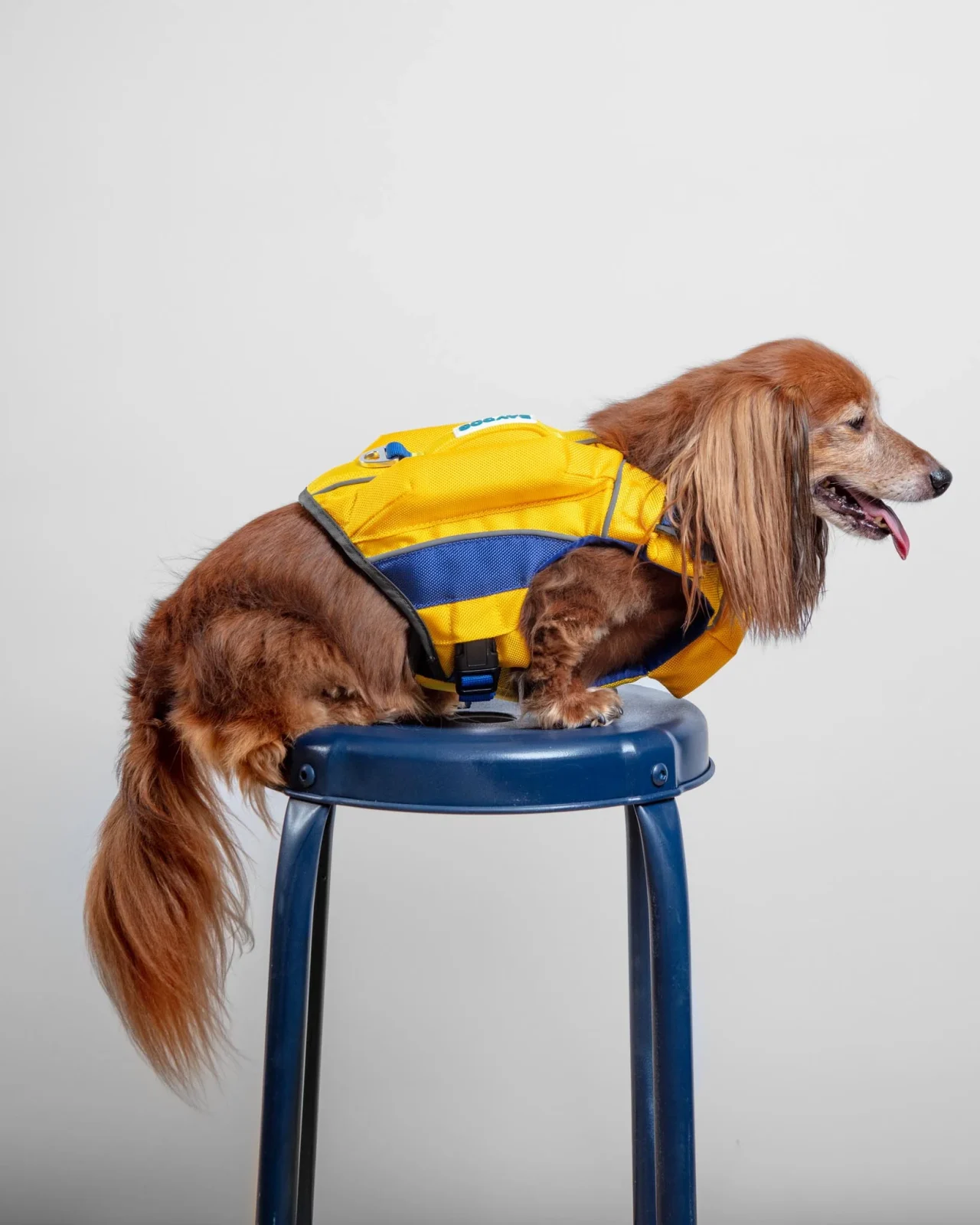Monterey Bay Dog Life Jacket in Nautical Yellow