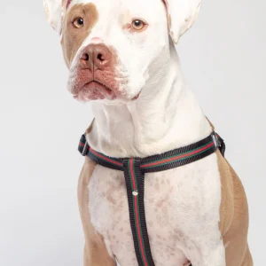 Step-In Dog Harness in Luxe Green & Red Stripe (Made in NYC)