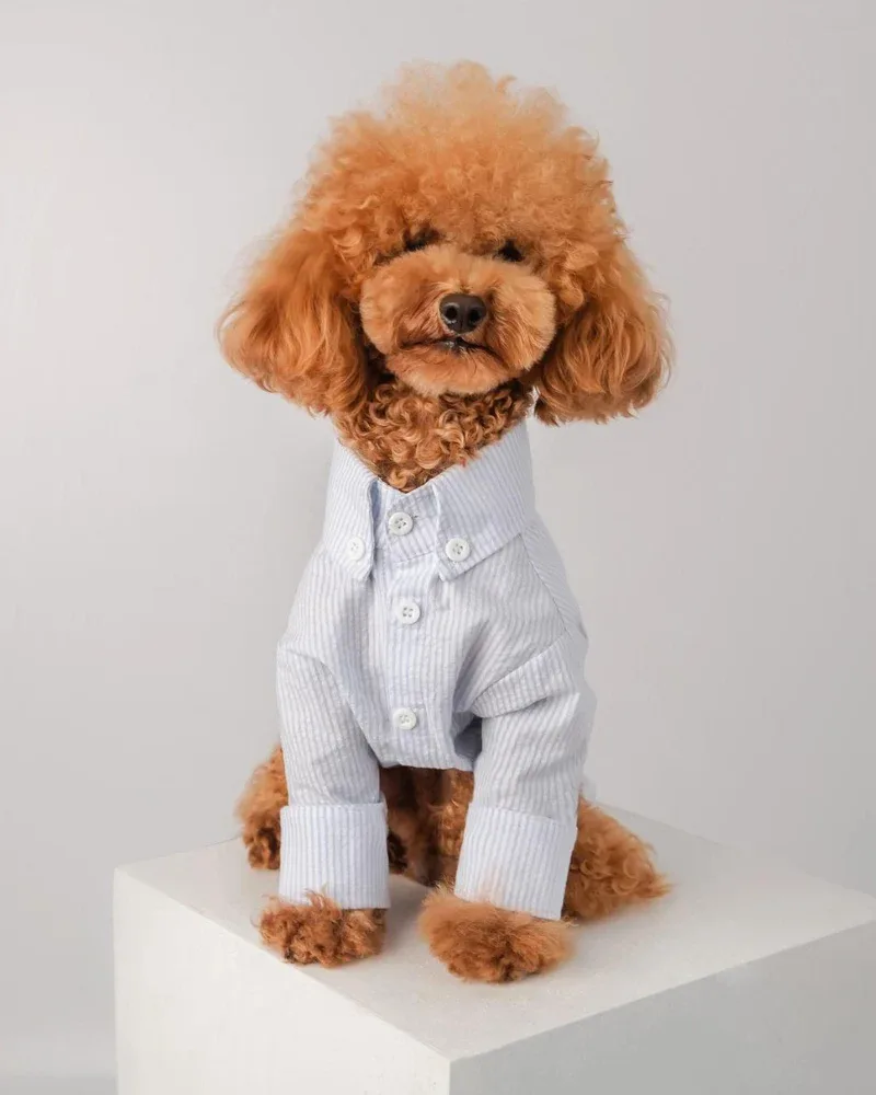 Slim Fit Organic Cotton Button Down Dog Shirt in Striped Blue (FINAL SALE)