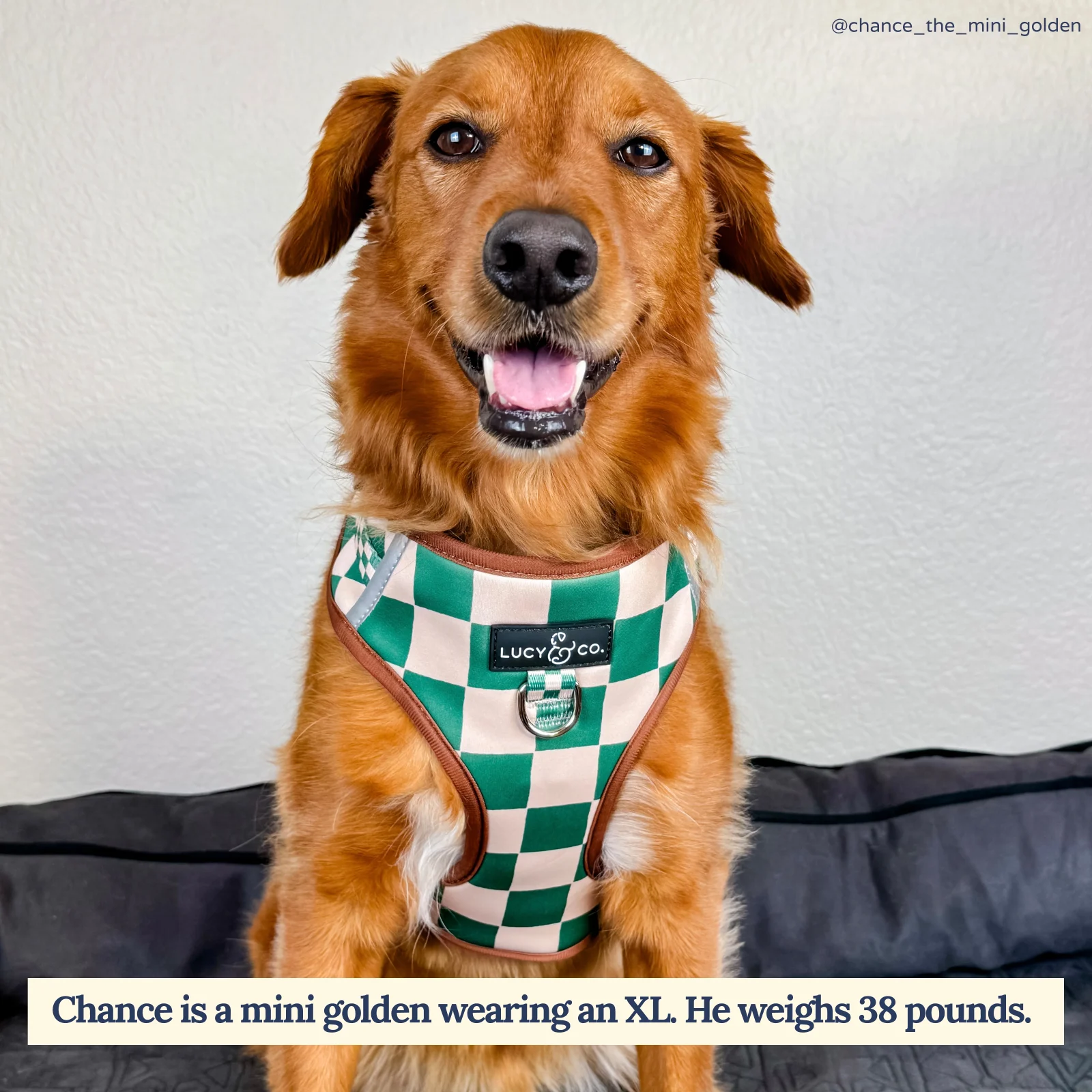 You're a Square No-Pull Harness - Image 2