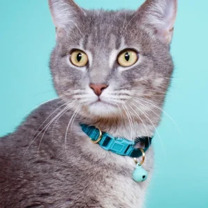 Nylon Breakaway Cat Collar w/ Bell (Made in the USA)