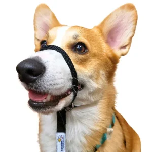 Sidekick Transitional No-Pull Leash