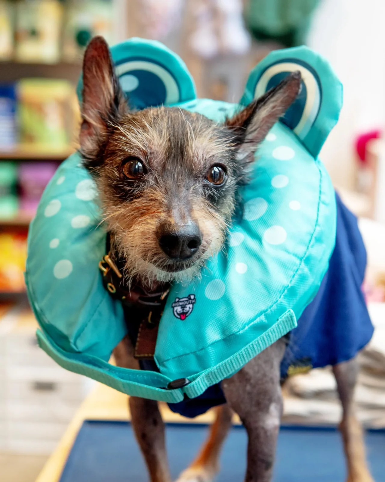 Inflatable Recovery Collar