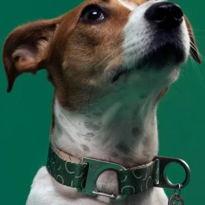 Sabine Vegan Dog Collar (FINAL SALE)