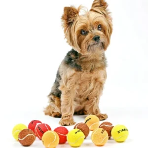 Gobble Gobble Mini Tennis Ball for Small Dogs