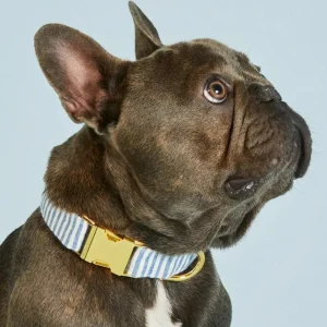 Lake Blue Stripe Dog Collar