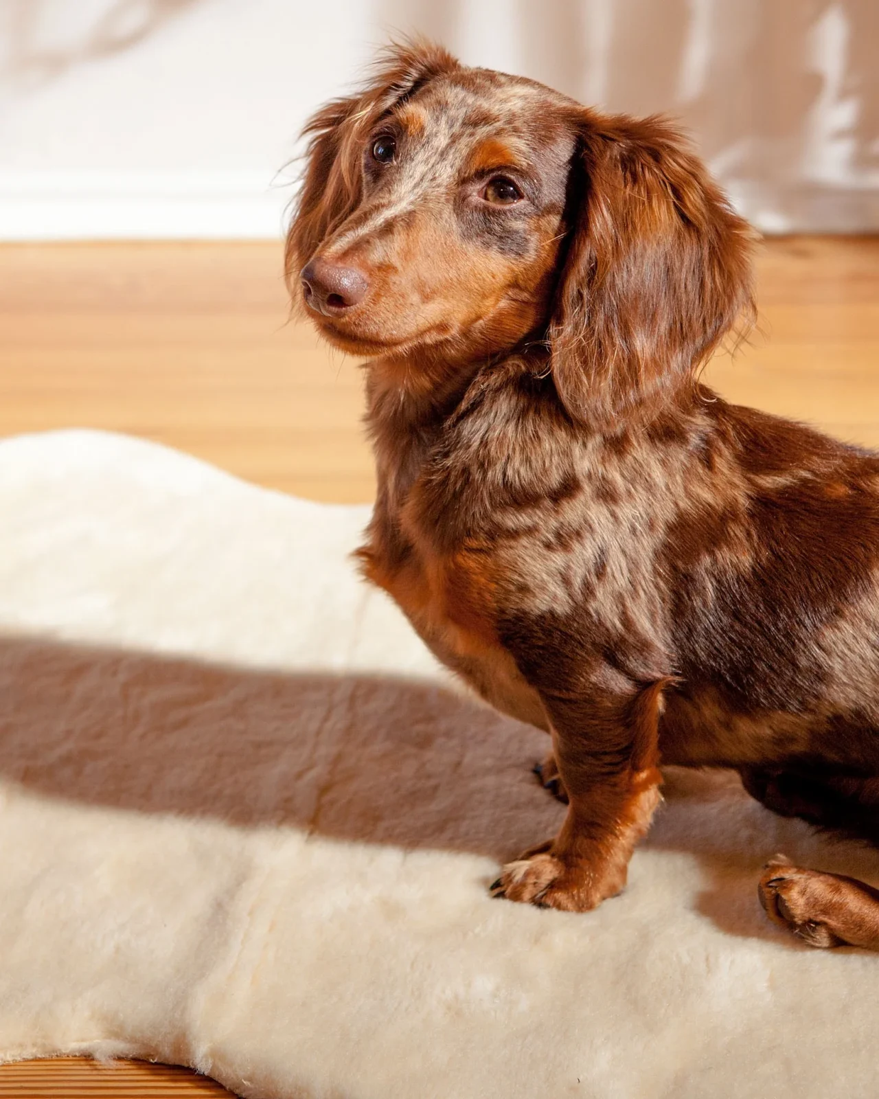 Pendleton Faux Shearling Pet Throw - Image 2