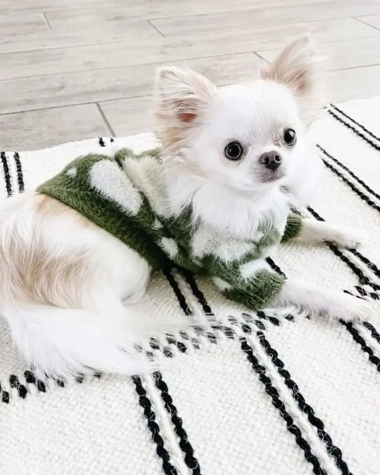 Soft Cloud Pet Sweater (FINAL SALE)