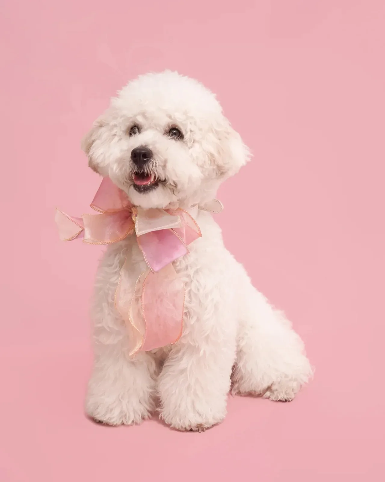 Butterfly Bowtie Collar for Dog (FINAL SALE) - Image 2