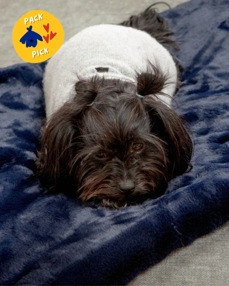 Mini Faux Fur Brady Dog Blanket in Navy