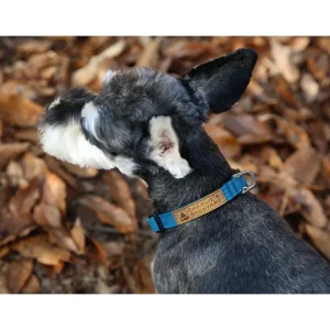 Easy Dog Collar in Teal (FINAL SALE)