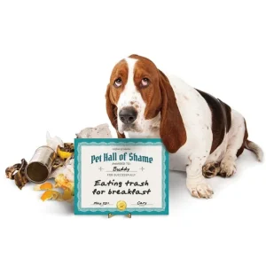 Pet Hall Of Shame Dry Erase Board(FINAL SALE)