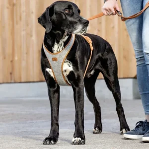 Alpine Belka Dog Harness (for Medium to Large Dogs)