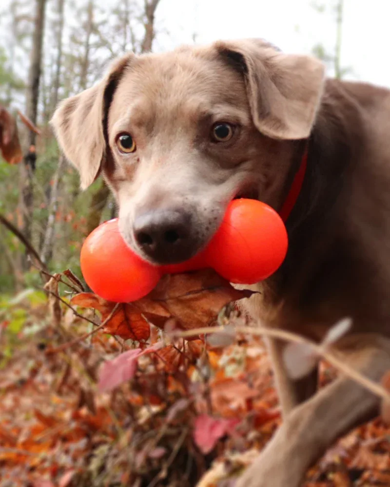 Bar-Bell Rubber Dog Toy(Guaranteed Tough)(Made in the USA) - Image 2
