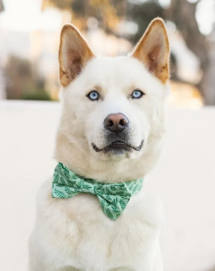 Plant Lady Doggie Bow Tie (Made in the USA) <> - Image 2