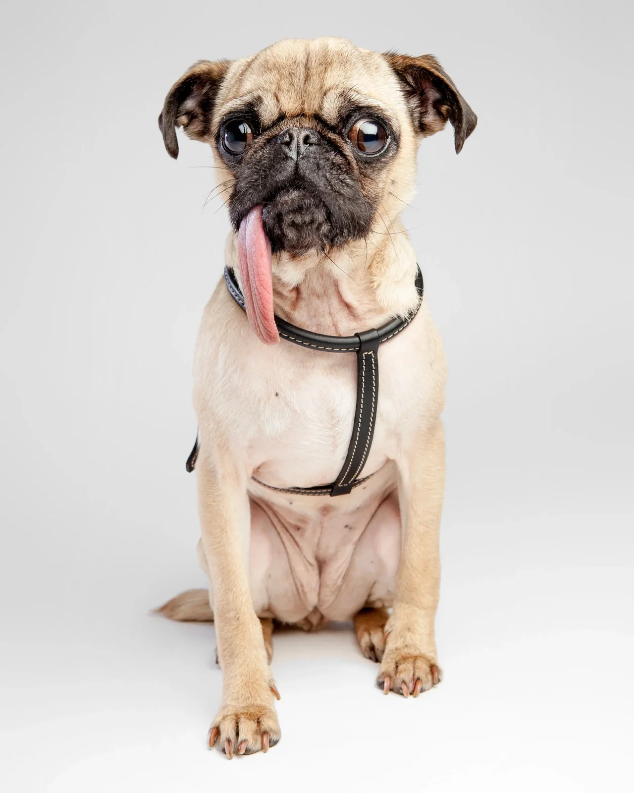 Italian Leather Dog Harness in Classic Black - Image 2