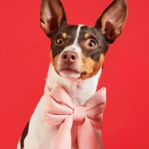 Blush Pink Velvet Dog Lady Bow (Made in the USA)