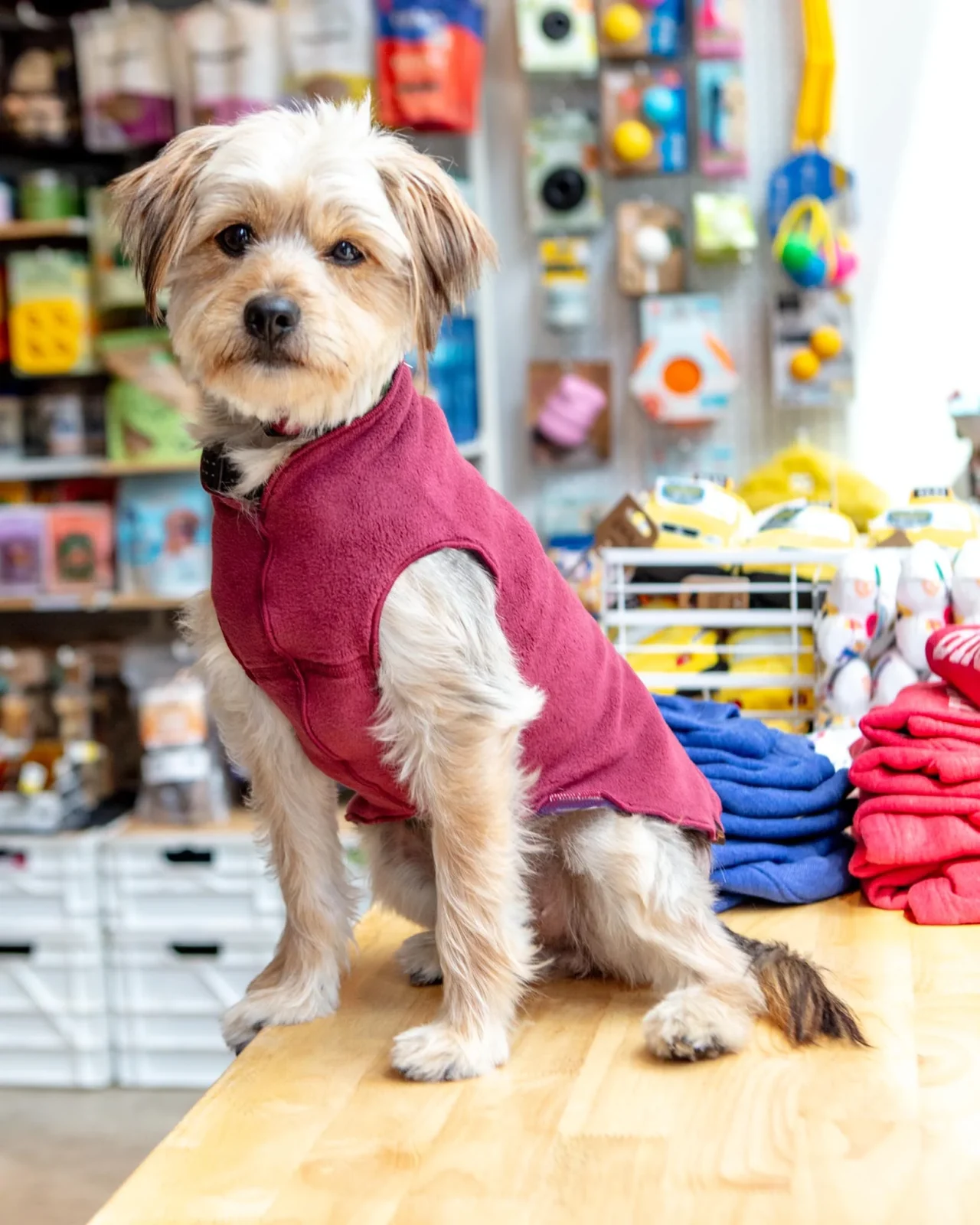 Pullover Stretch Dog Fleece in Red Velvet Cake
