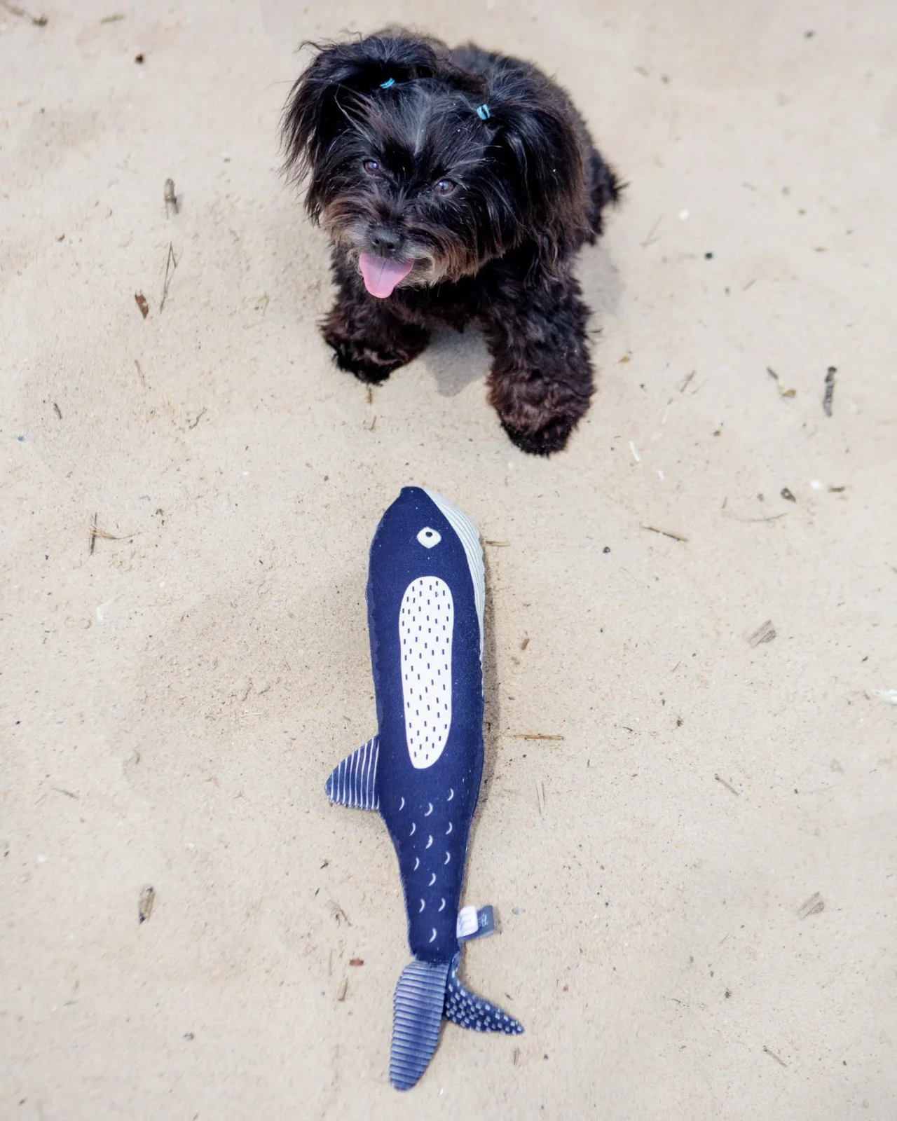 There She Blows Canvas Whale Dog Toy