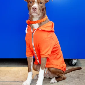 Zip-Up Dog Hoodie in Orange (FINAL SALE)