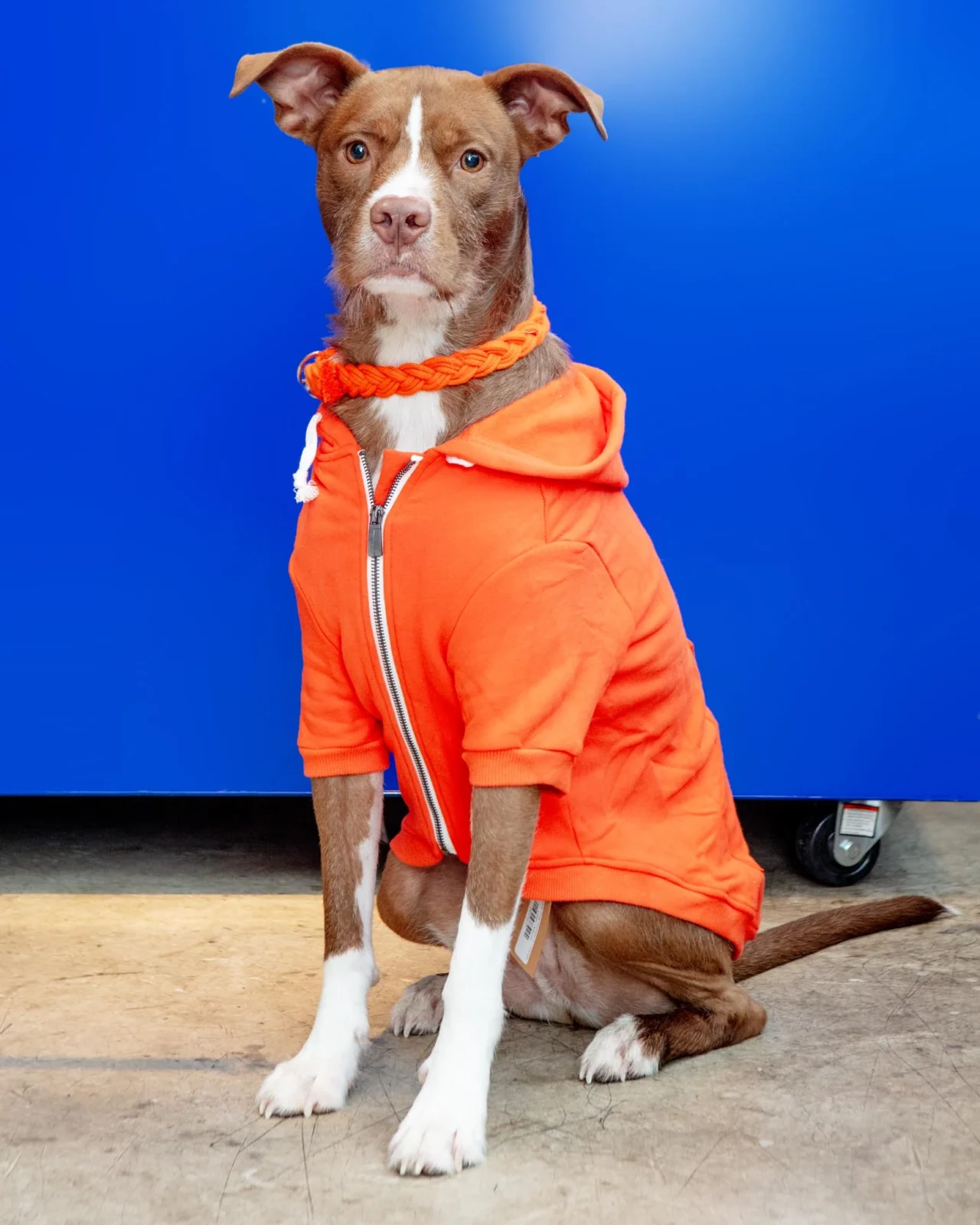 Zip-Up Dog Hoodie in Orange (FINAL SALE)