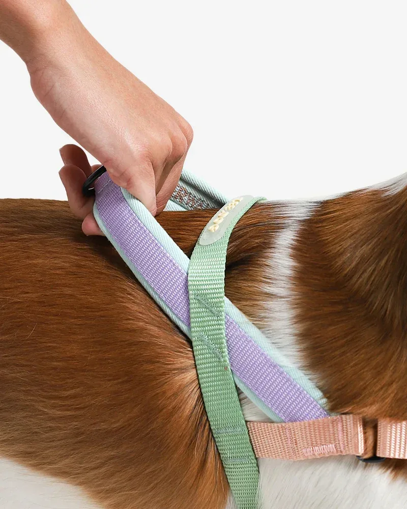 SofterWalk No-Pull Dog Harness in Peach - Image 2