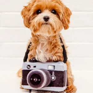 Lens Licker Camera Squeaker Dog Toy