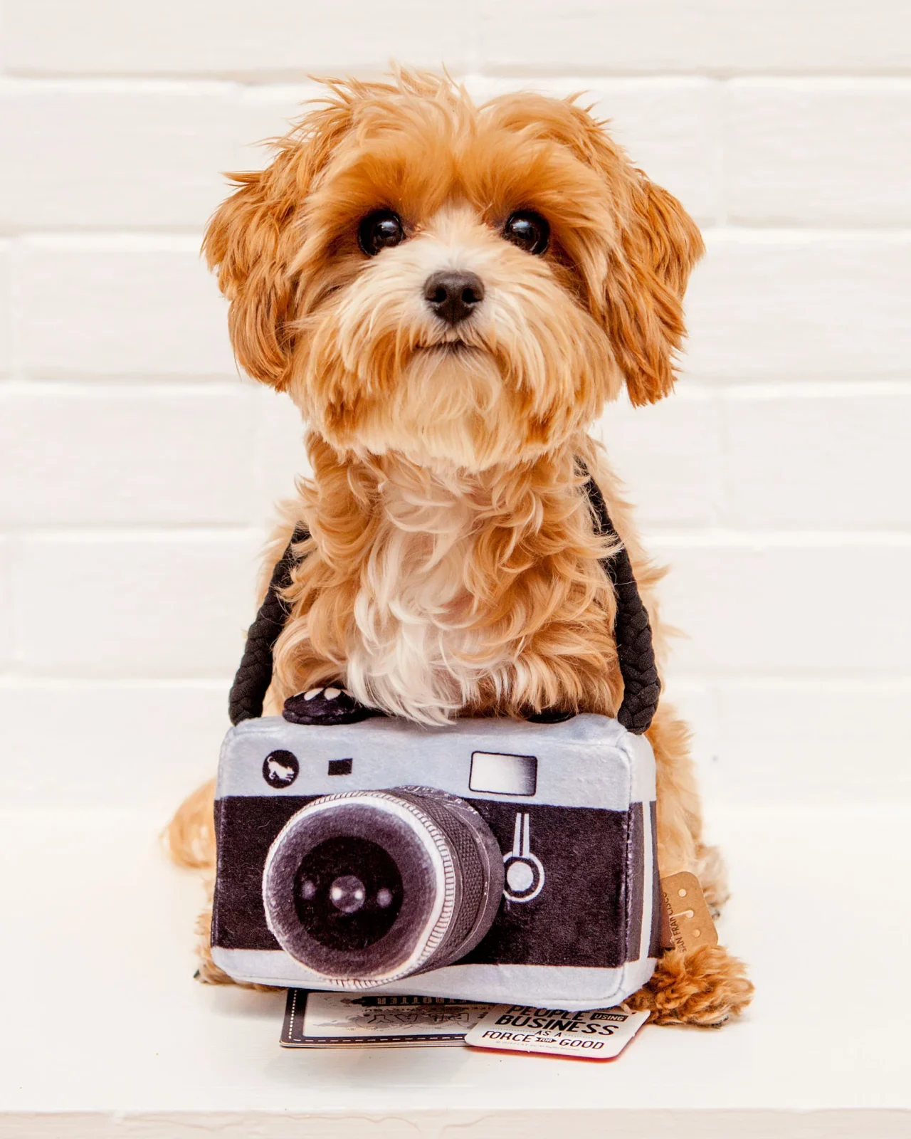 Lens Licker Camera Squeaker Dog Toy