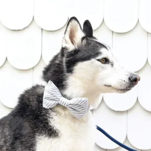 Dusty Blue Stripe Dog Bow Tie (Made in the USA)